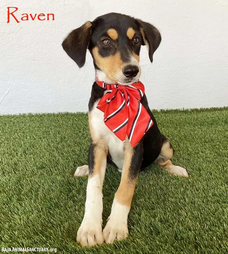Raven thumbnail 3