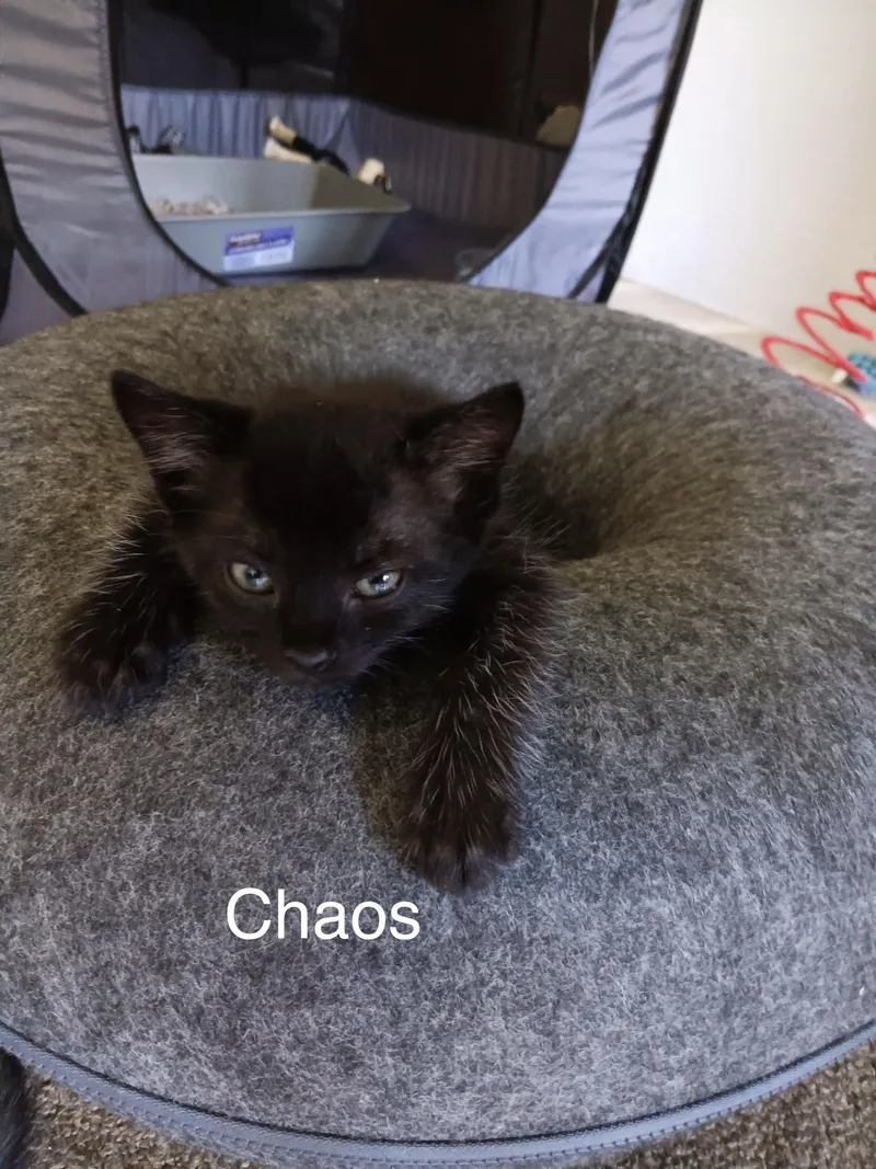 Chaos