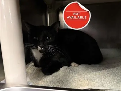 An adult medium-sized female Domestic Short Hair cat named Pinto for adoption in Lowell, MA
