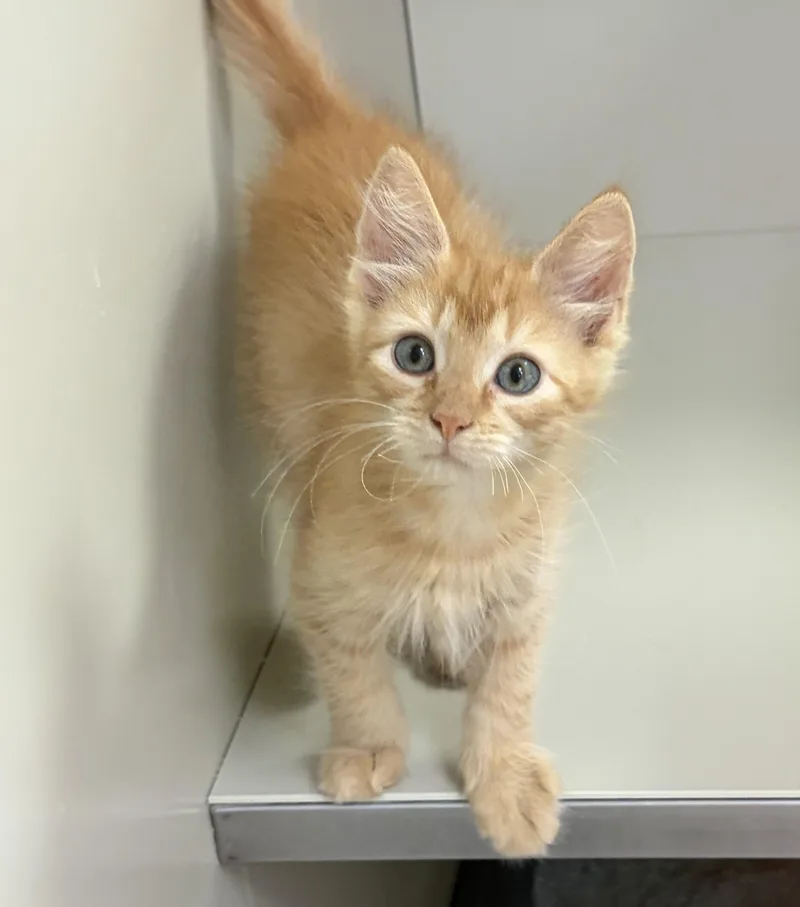 A baby medium-sized male Orange / Red Domestic Short Hair cat named Tanner for adoption in Kerrville, TX