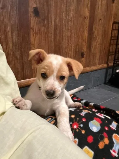 A young small-sized female Parson Russell Terrier dog named Clover for adoption in Southern Pines, NC
