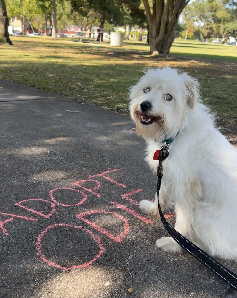 An adult small-sized male White / Cream Terrier dog named Odie for adoption in Los Angeles, CA