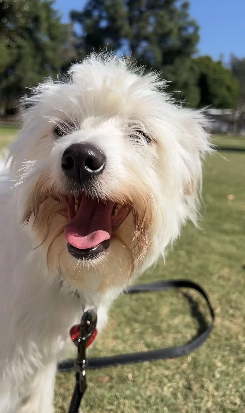 Odie thumbnail 3