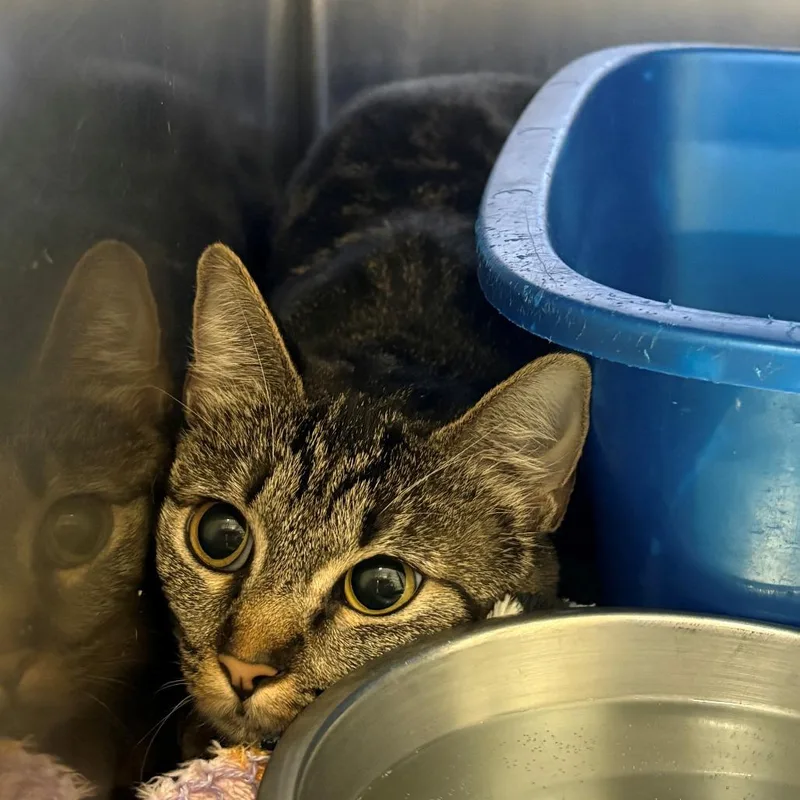 An adult small-sized female Brown / Chocolate Domestic Short Hair cat named Poppy for adoption in Chehalis, WA