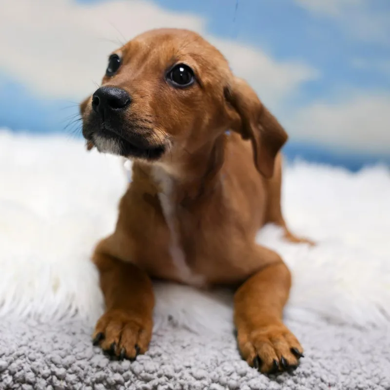 A baby large-sized female Golden Retriever dog named Maisie for adoption in Casa Grande, AZ