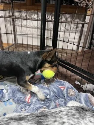 Puka Nacua thumbnail 2