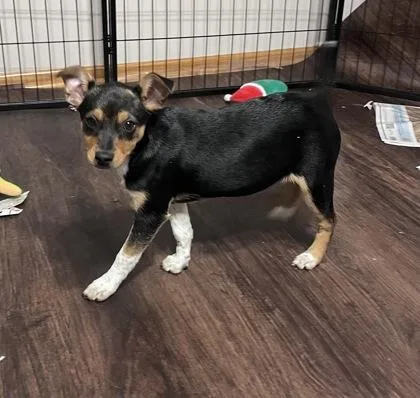 Puka Nacua thumbnail 4