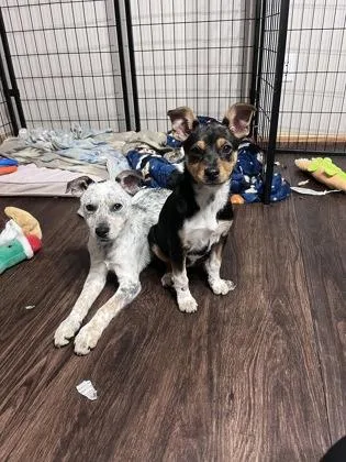 Puka Nacua thumbnail 5