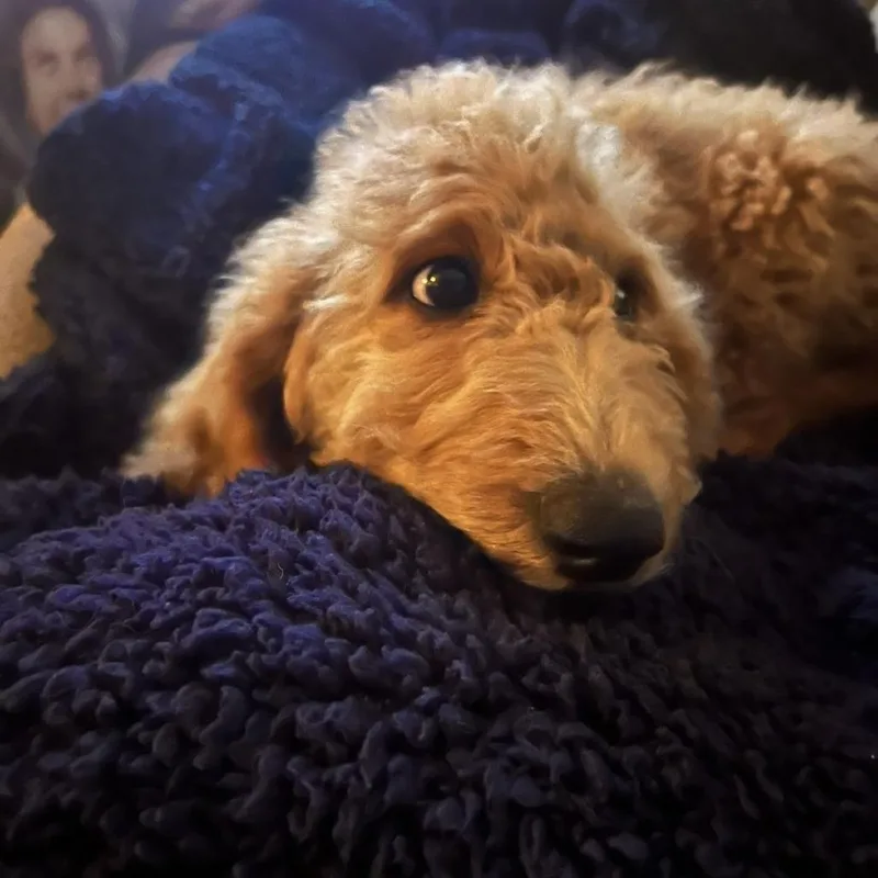 An adult large-sized female Golden Retriever dog named Evie for adoption in Rossville, GA