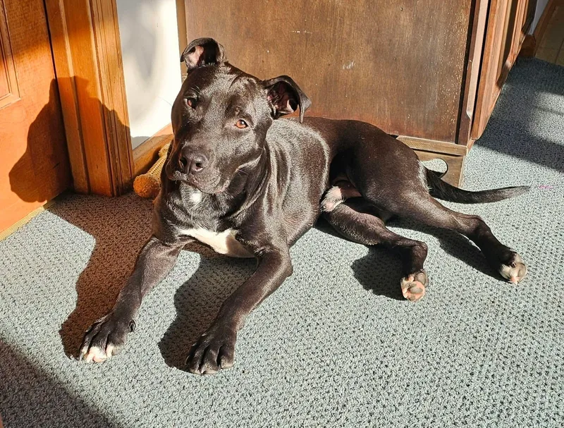 A baby medium-sized male Mixed Breed dog named Jett for adoption in Highland, NY