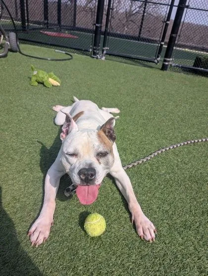 A senior large-sized male White / Cream Pit Bull Terrier dog named Dwight for adoption in Kansas City, MO