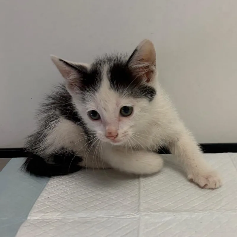 A baby small-sized male White Domestic Short Hair cat named Stan for adoption in Nashville, TN