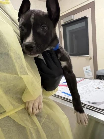 A baby small-sized male Mixed Breed dog named Phillip for adoption in Westland, MI