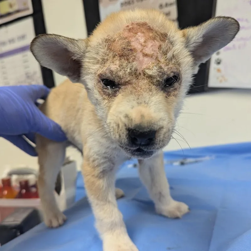 A baby small-sized male Brindle Husky dog named Shep for adoption in Parrish, AL