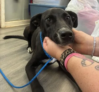 A young medium-sized male Labrador Retriever dog named Naylor for adoption in West Memphis, AR