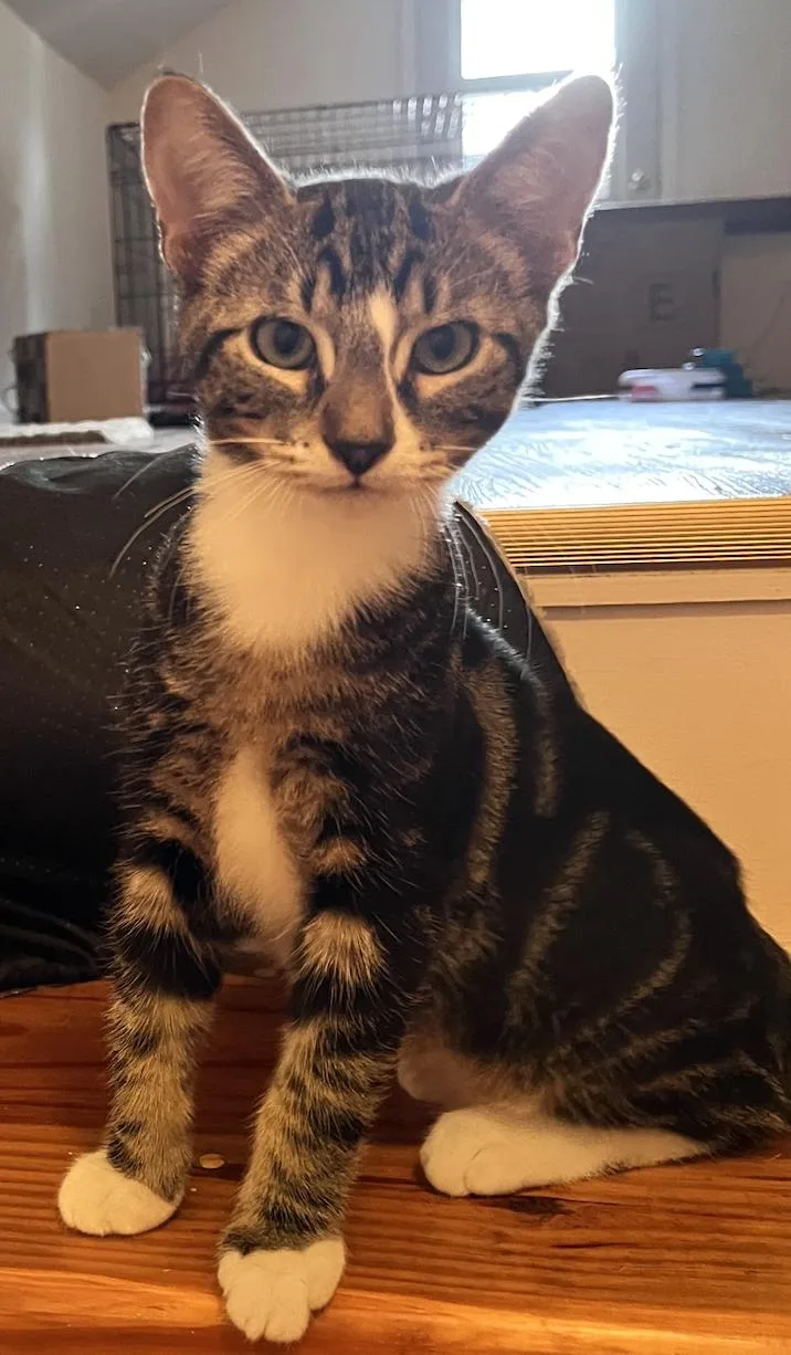A young medium-sized male Domestic Short Hair cat named Ozzy for adoption in Decatur, GA