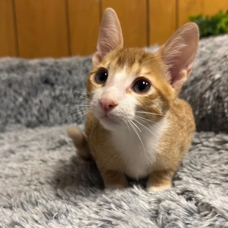 A baby medium-sized male Orange & White Domestic Short Hair cat named Mango for adoption in Graham, WA