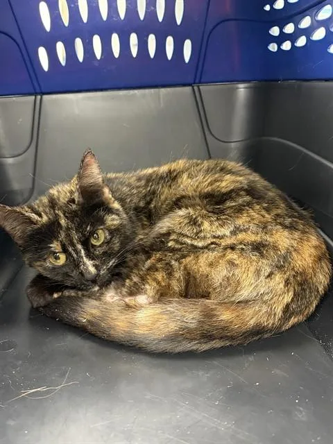 A young medium-sized female Domestic Short Hair cat named Yanna for adoption in Chester, SC