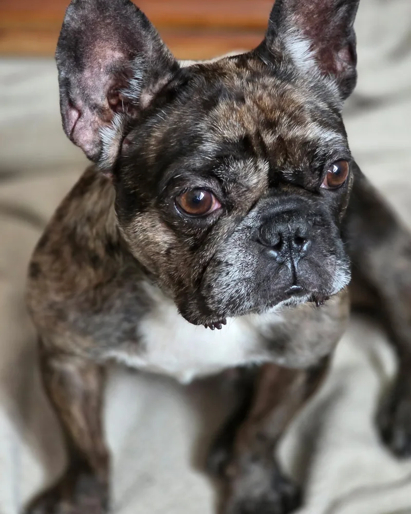A young small-sized female French Bulldog dog named Ophelia for adoption in Weston, FL