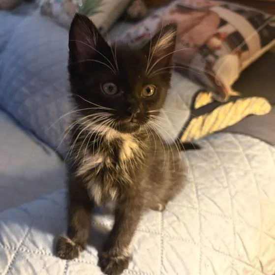 A baby small-sized female Black Domestic Short Hair cat named Spirit for adoption in Upland, CA