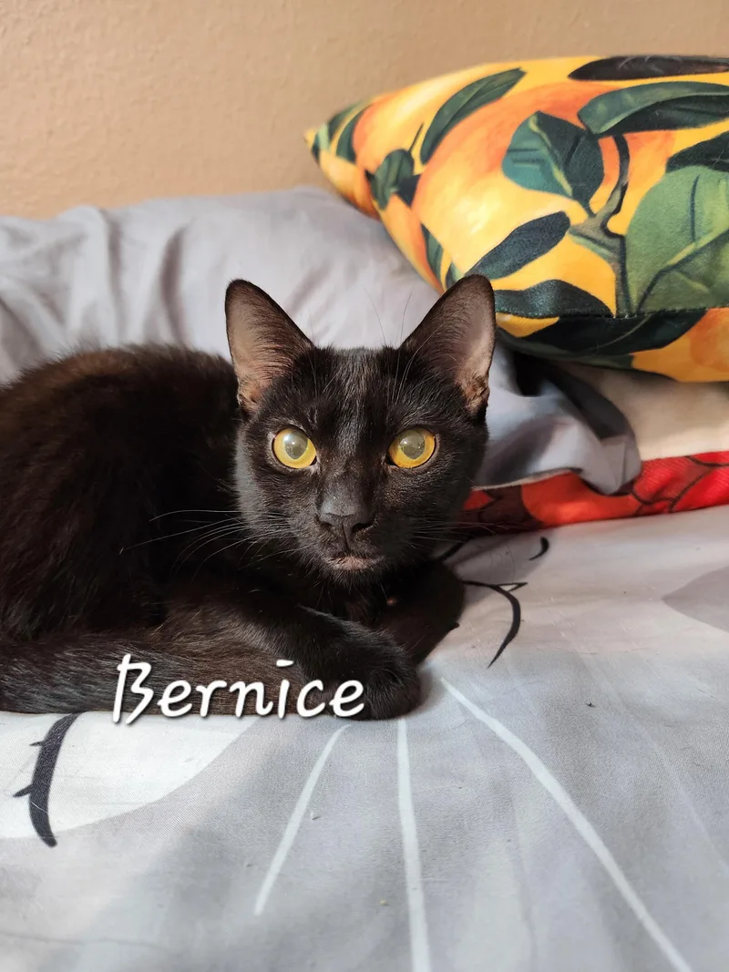 Bernice
