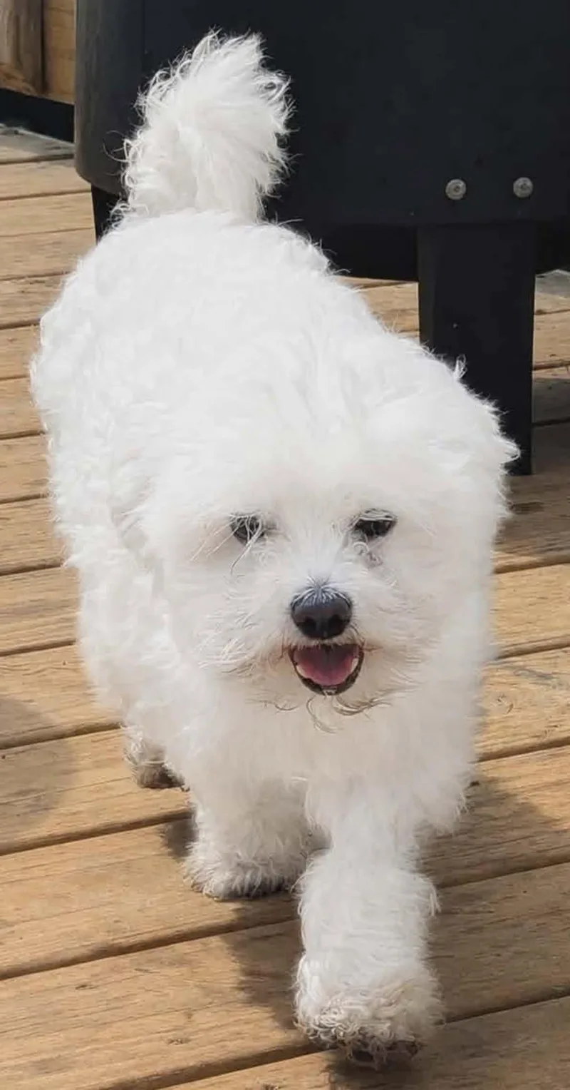 An adult small-sized male Maltese dog named Hahn for adoption in Anniston, AL