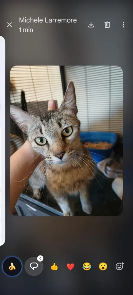 An adult medium-sized female Gray / Blue / Silver Domestic Short Hair cat named Antoinette for adoption in Thatcher, AZ
