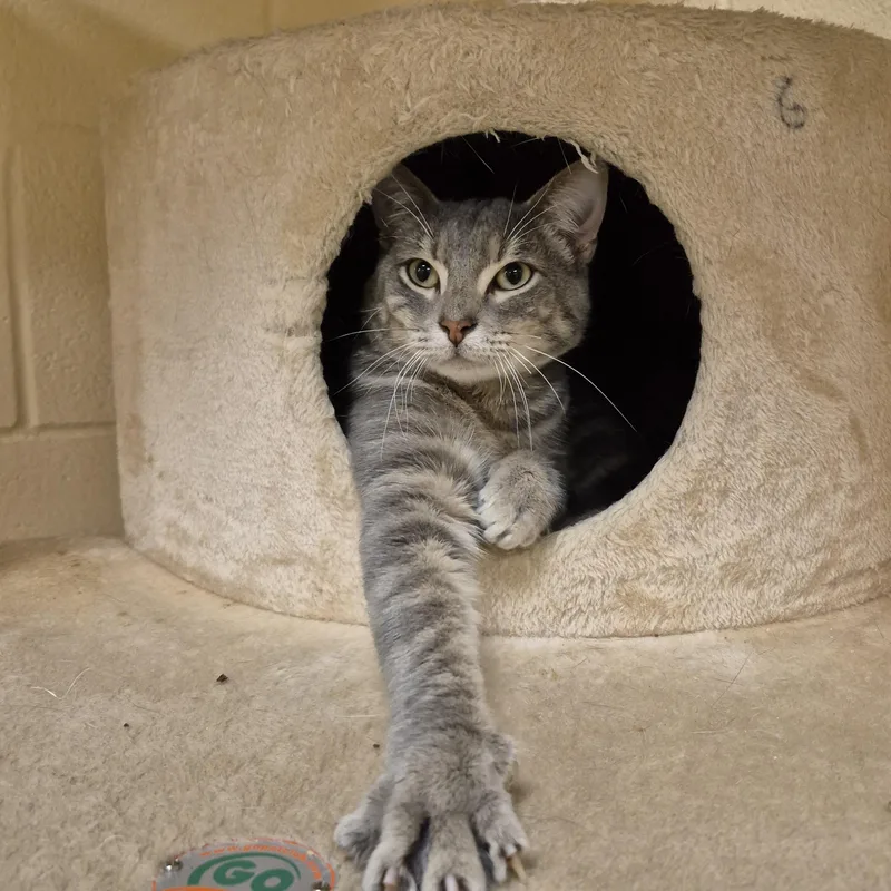 An adult medium-sized male Domestic Short Hair cat named Brody for adoption in Schertz, TX