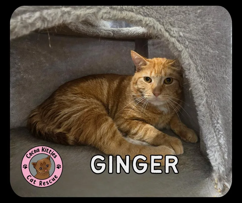 An adult large-sized male Domestic Short Hair cat named Ginger for adoption in Hershey, PA