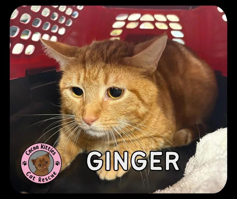 Ginger thumbnail 2