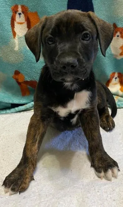 A baby medium-sized male Blue Lacy dog named Birmingham for adoption in Lampasas, TX