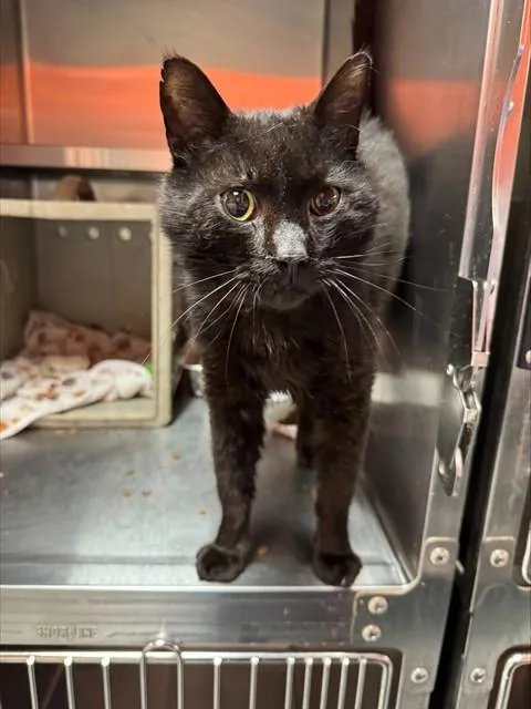 An adult small-sized male Domestic Short Hair cat named Dragon for adoption in Louisville, KY