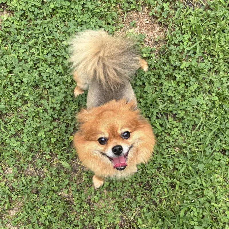 An adult small-sized female Pomeranian dog named Denali for adoption in Carneys Point, NJ