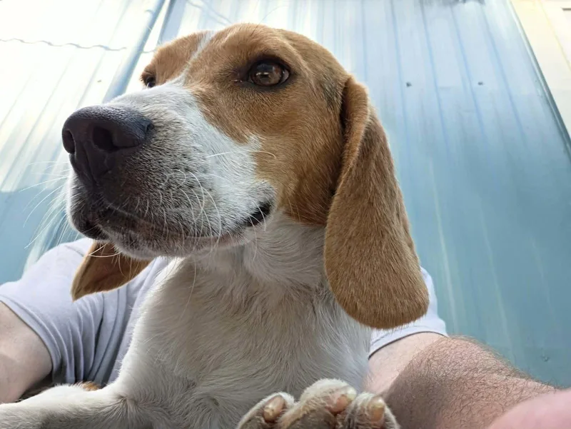 A young medium-sized male Beagle dog named Delbert for adoption in Winton, NC