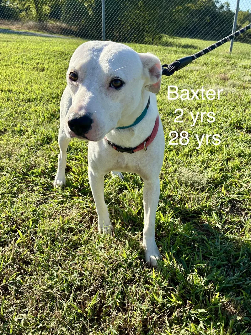 An adult medium-sized male Pit Bull Terrier dog named Baxter for adoption in Welling, OK