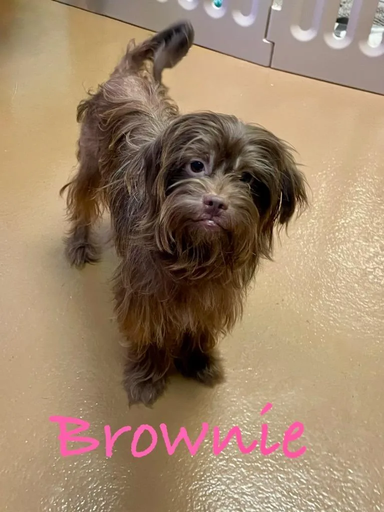 A young small-sized female Shih Tzu dog named Brownie for adoption in Fort Pierce, FL