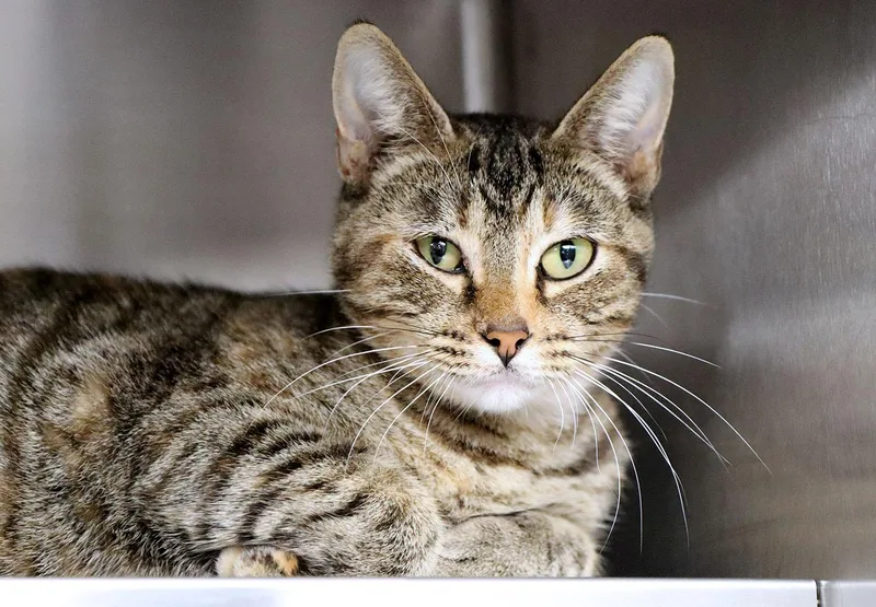 A baby medium-sized male Domestic Short Hair cat named Firefly for adoption in Kansas City, KS