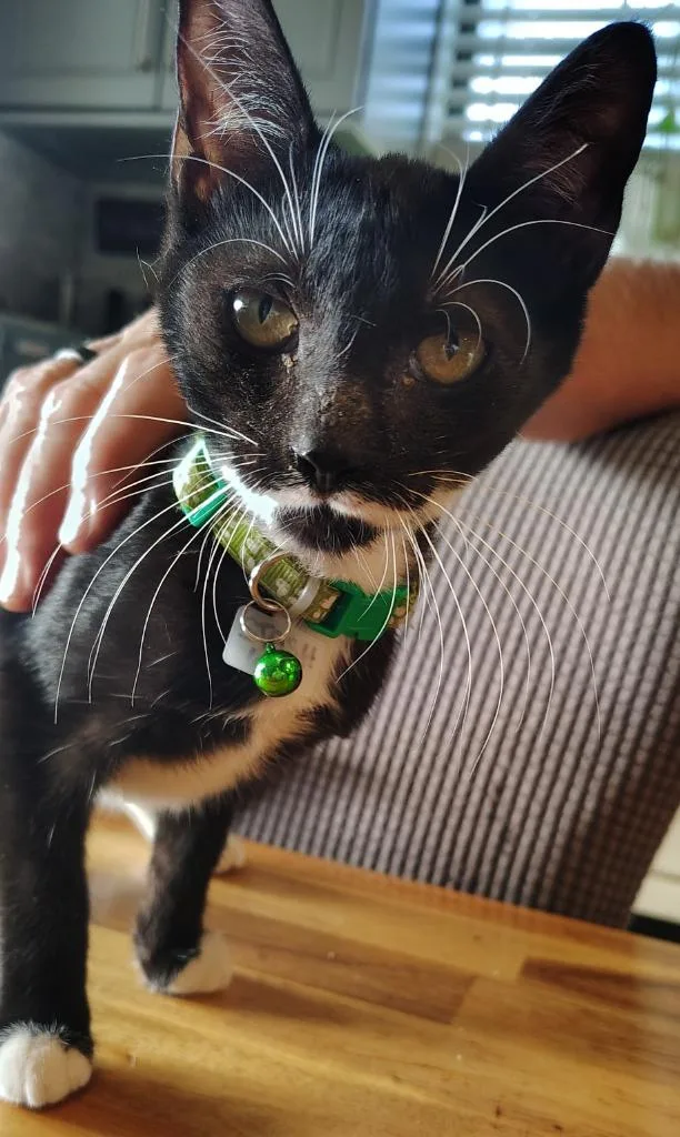 A baby small-sized female Domestic Short Hair cat named Stash for adoption in Labelle, FL