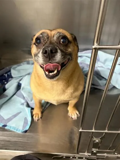 An adult small-sized female Mixed Breed dog named Vienna for adoption in West Chester, PA