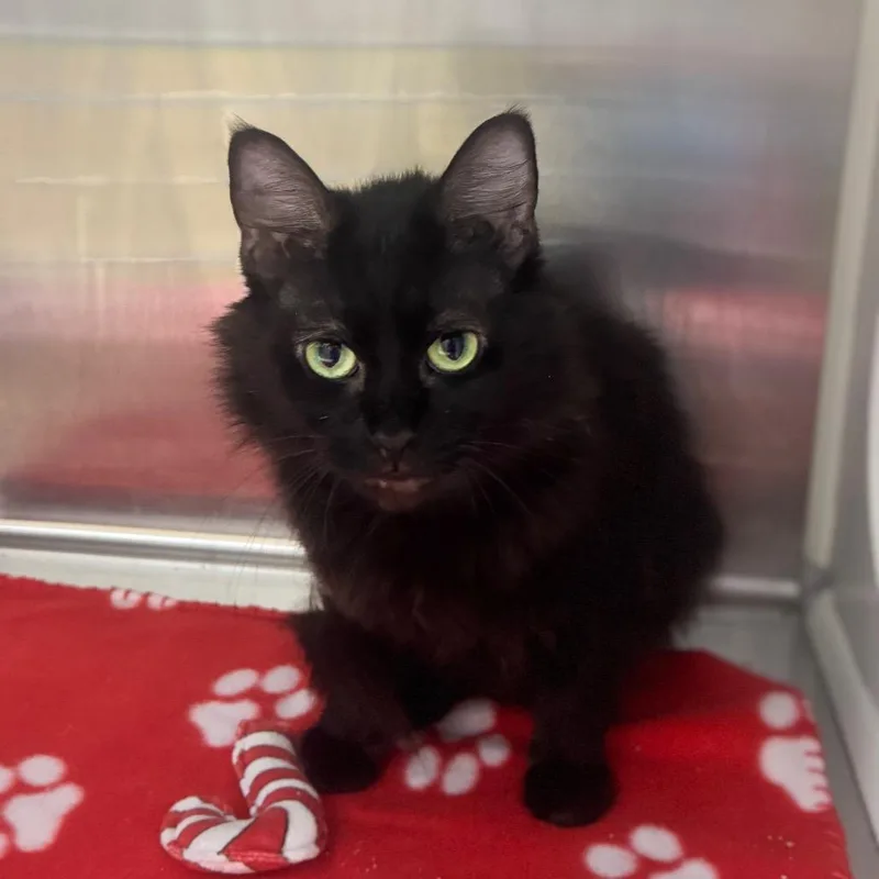An adult medium-sized female Black Domestic Medium Hair cat named Faye for adoption in New York, NY