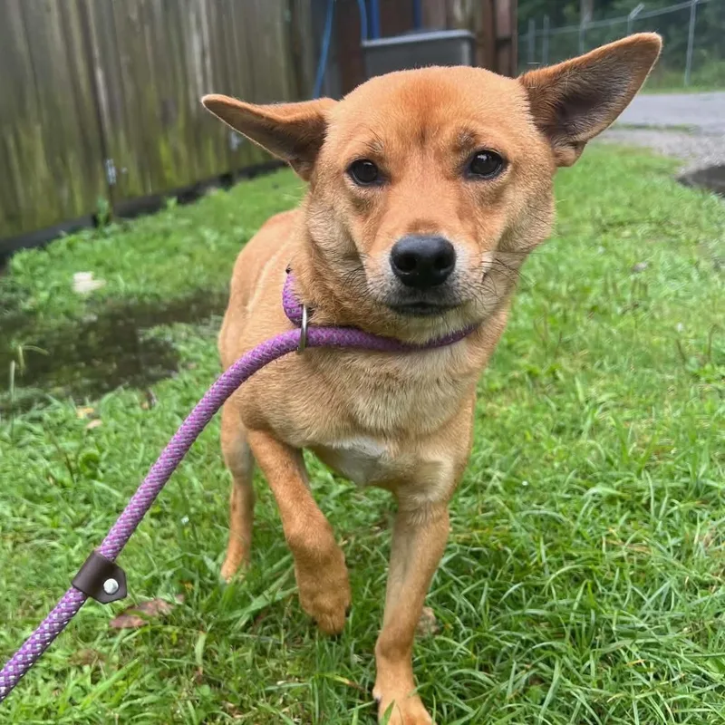 A young small-sized male Shiba Inu dog named Sheldon for adoption in Columbia, SC