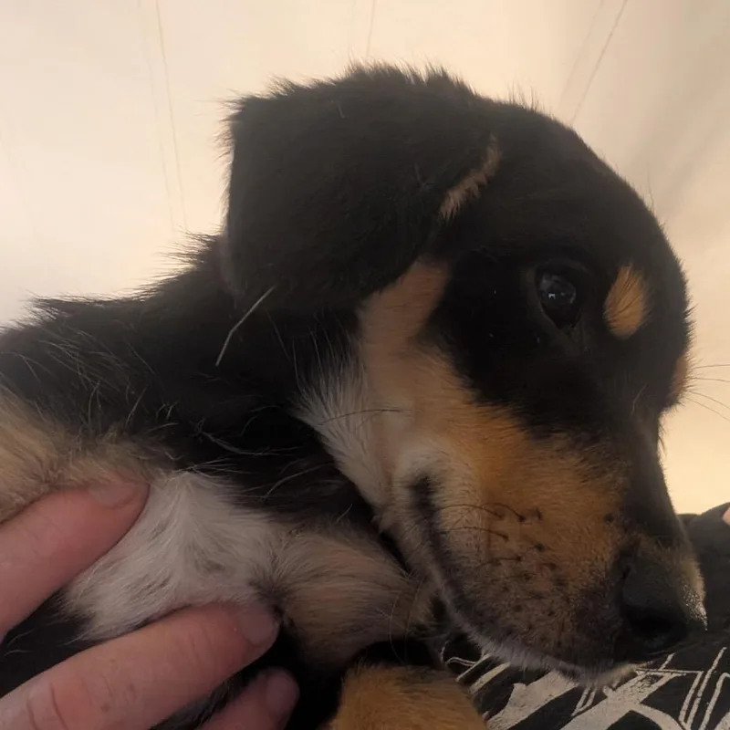 Louie