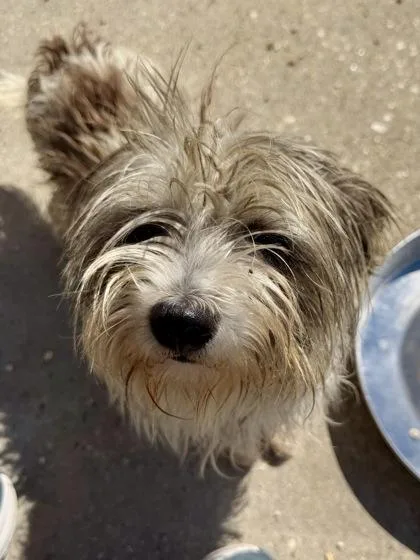 An adult small-sized female Terrier dog named Bailey for adoption in New Orleans, LA
