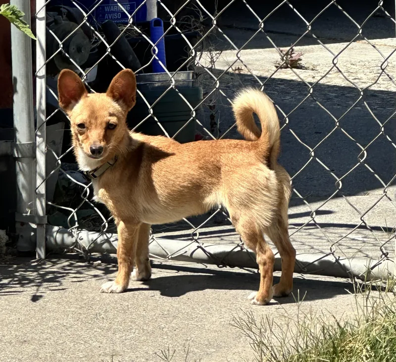 Maple