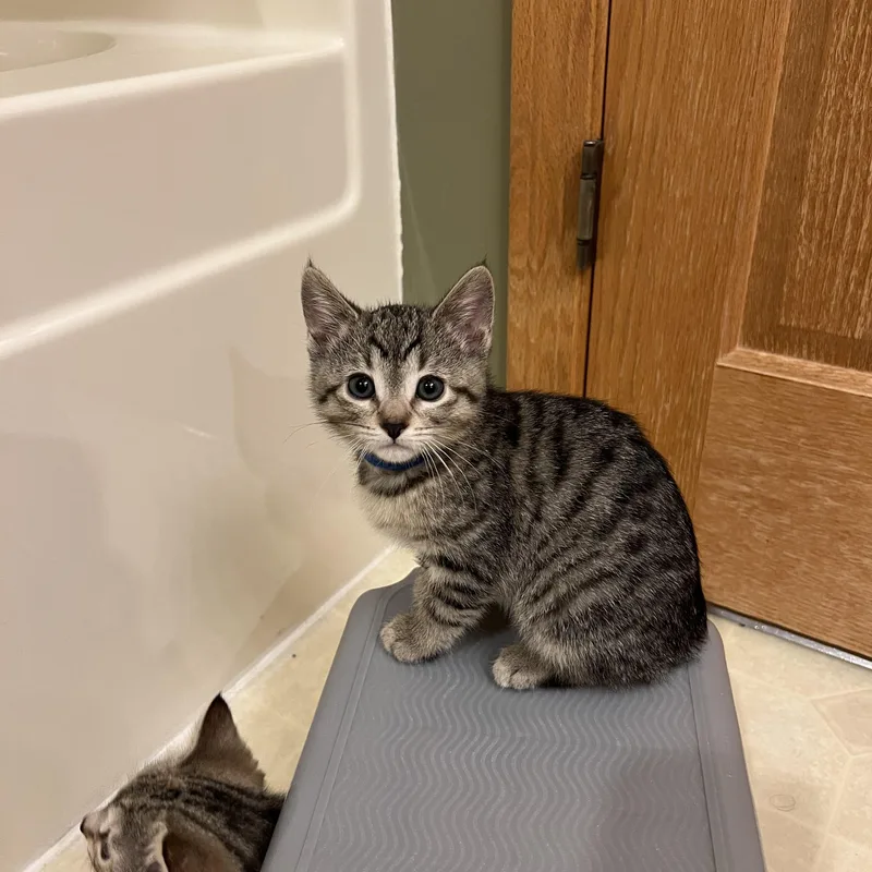 A baby small-sized male Tabby (Gray / Blue / Silver) Domestic Short Hair cat named Slush for adoption in Mineral Point, WI