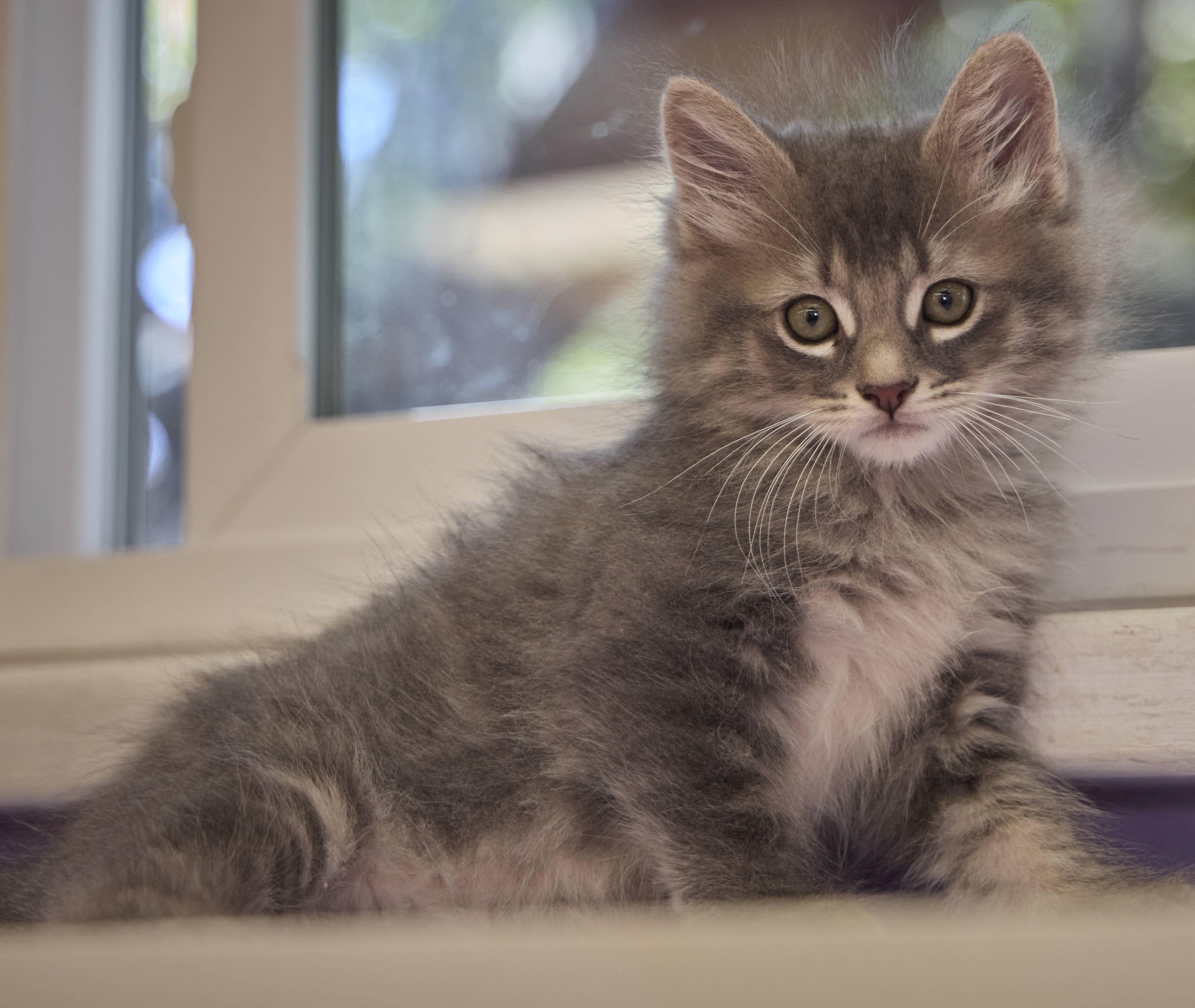A baby medium-sized male Domestic Long Hair cat named Benny for adoption in Santa Barbara, CA