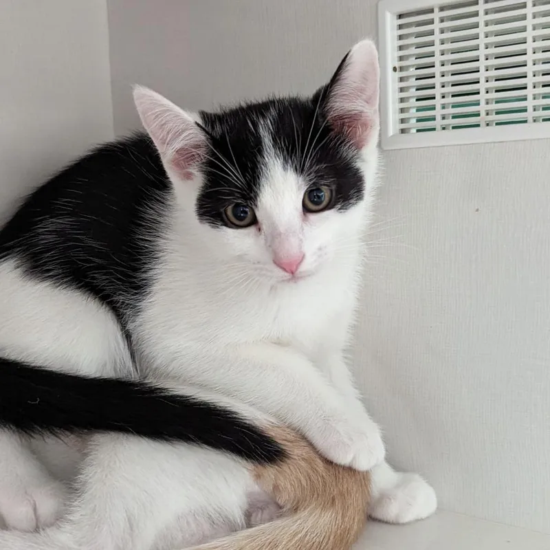 An adult large-sized male Domestic Short Hair cat named Chiquitito for adoption in Redwood City, CA