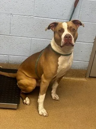 An adult large-sized male Mixed Breed dog named Jolstein for adoption in Chamblee, GA
