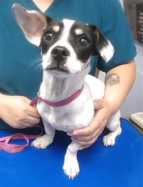 A young small-sized female Chihuahua dog named Razz for adoption in Phoenix, AZ