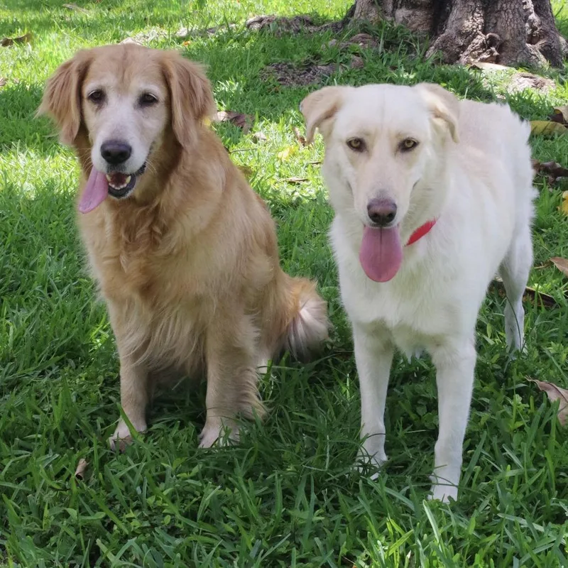 An adult large-sized female Golden Retriever dog named Lupe for adoption in Miami, FL